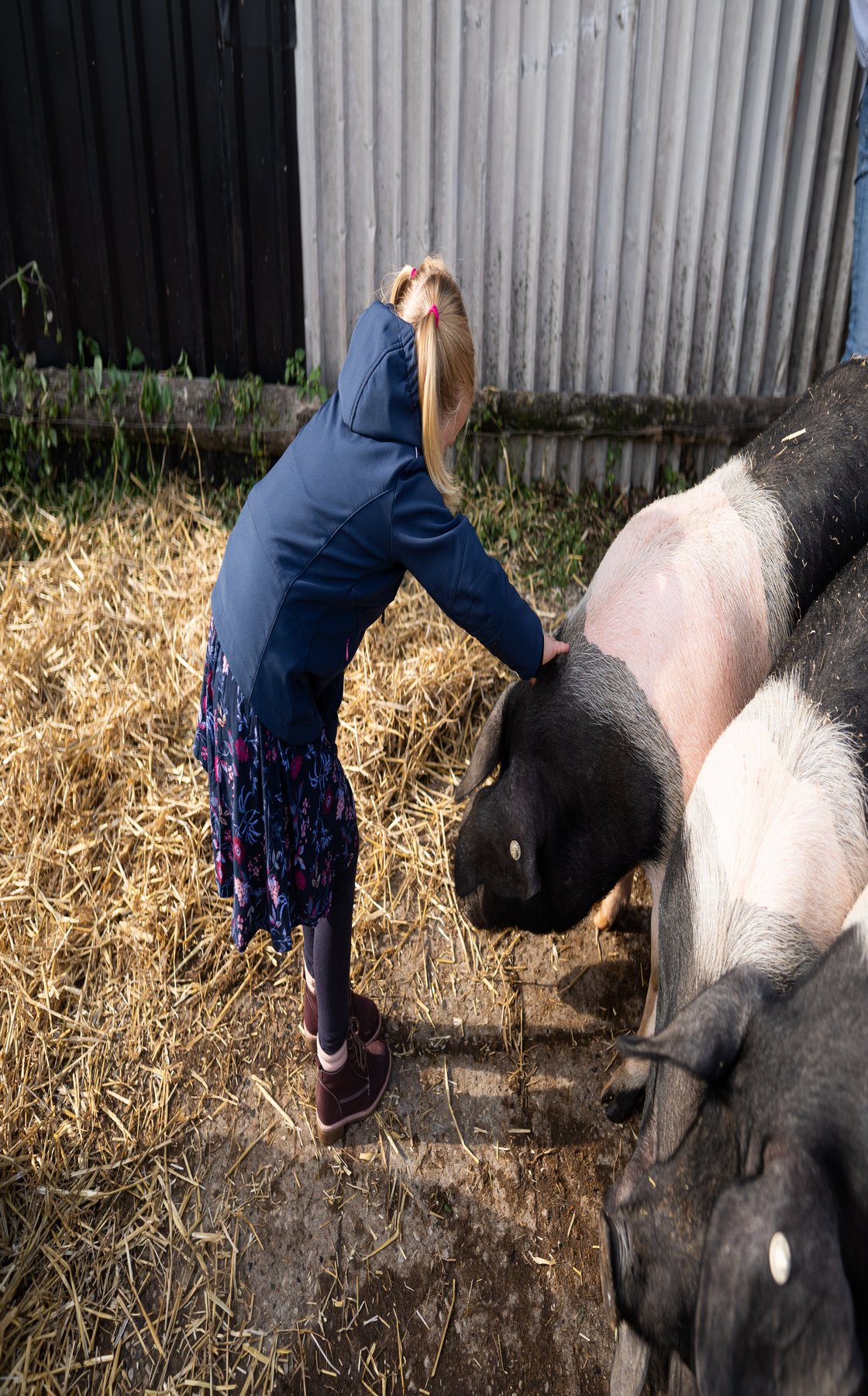 ein kleines Mädchen streichelt eine alte Hausschweinrasse